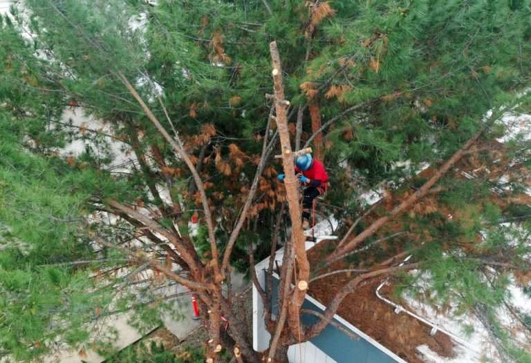 Tree Removal Company