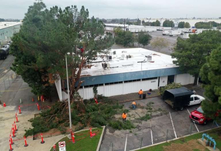 Tree Removal Service